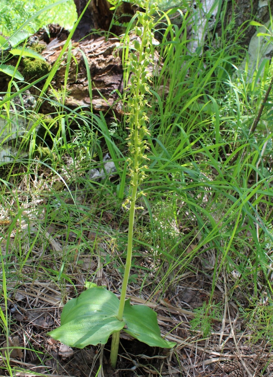 Изображение особи Listera ovata.