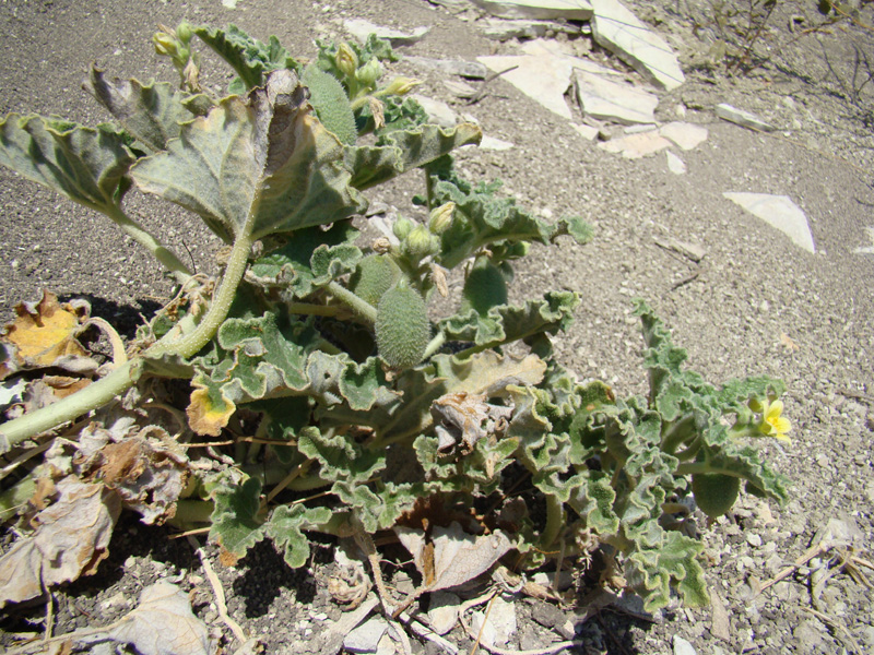 Image of Ecballium elaterium specimen.