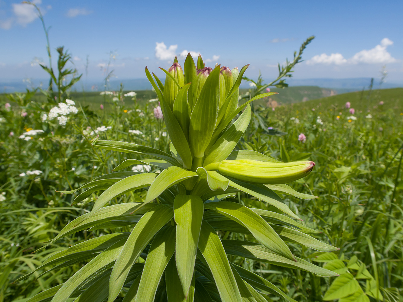 Изображение особи Lilium monadelphum.