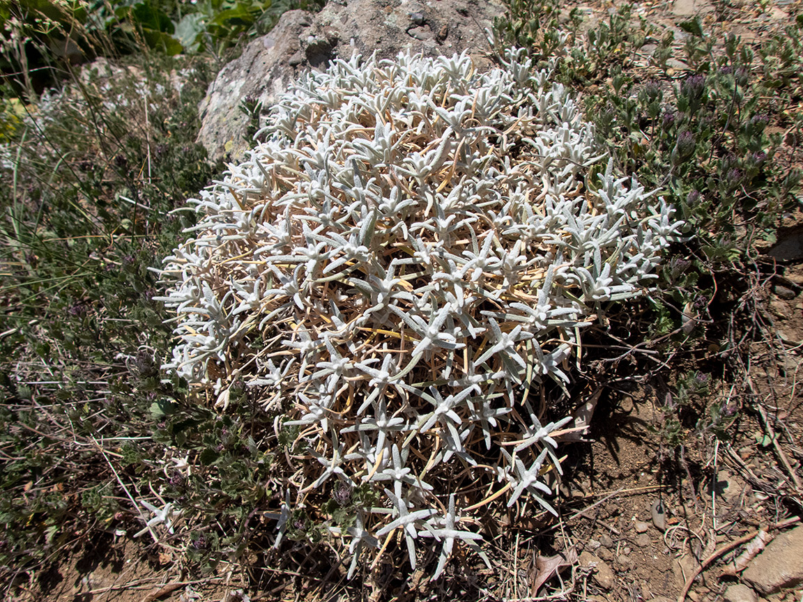Изображение особи Cerastium biebersteinii.