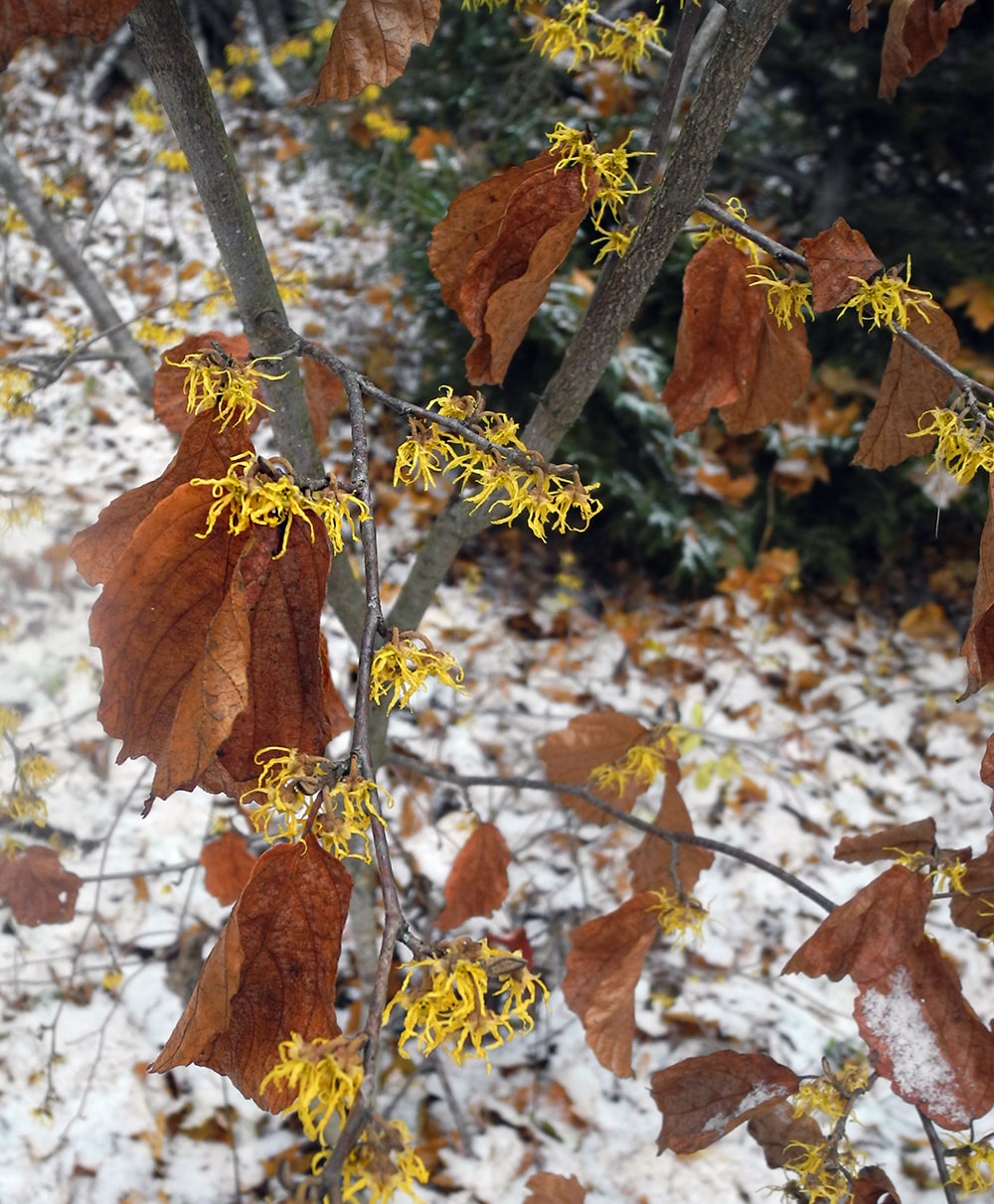 Изображение особи Hamamelis virginiana.