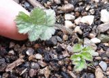 Heracleum sphondylium