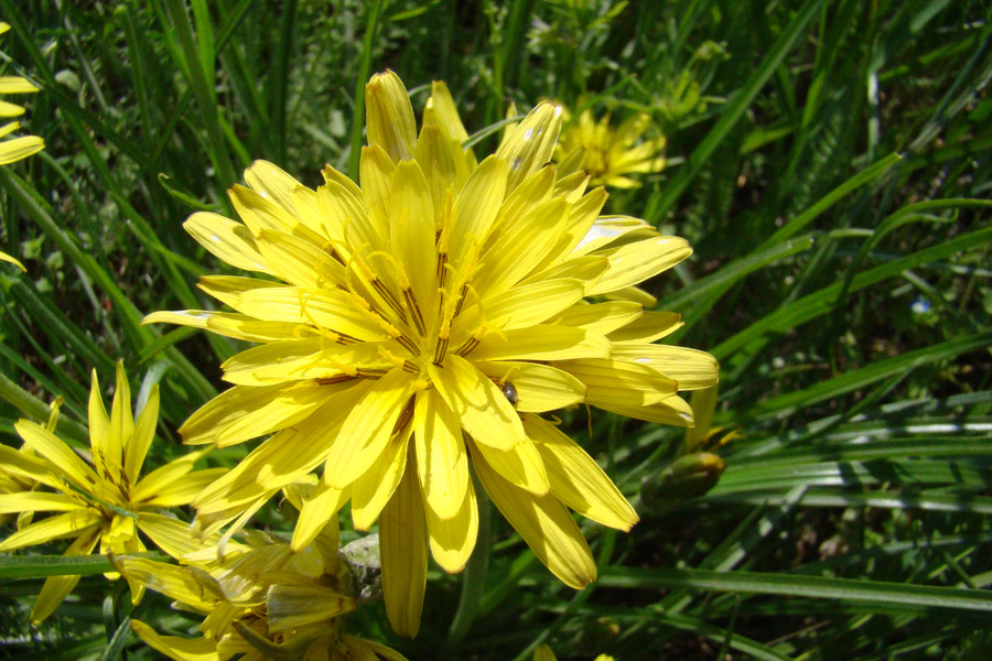 Image of Scorzonera mollis specimen.