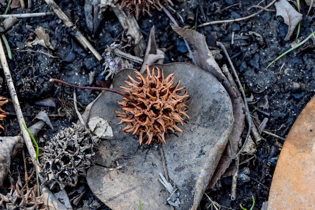 Изображение особи Liquidambar styraciflua.