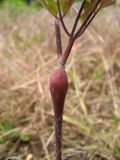Physocaulis nodosus