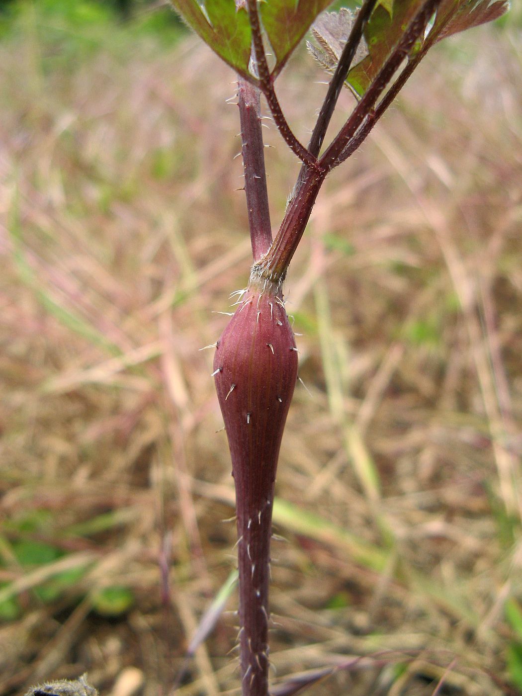 Изображение особи Physocaulis nodosus.