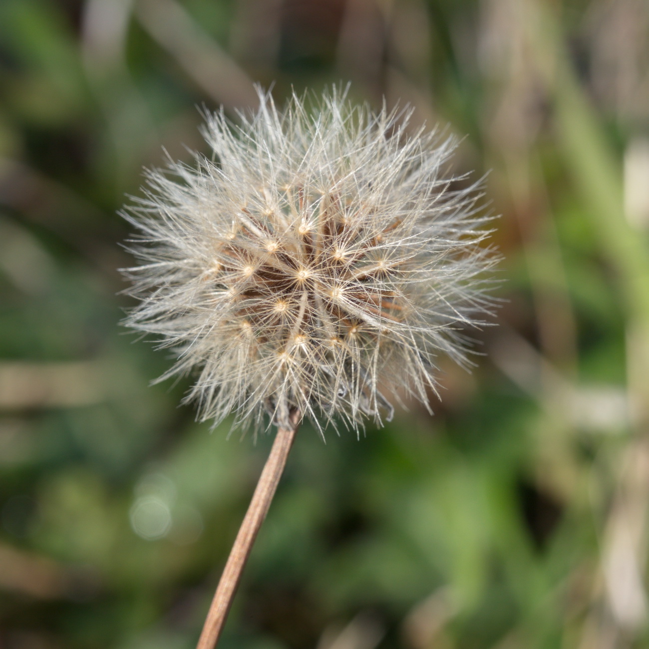 Image of familia Asteraceae specimen.
