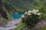 Rhododendron caucasicum. Цветущее растение. Карачаево-Черкесия, Домбай, истоки р. Алибек, Турье оз., 3050 м н.у.м. 15.07.2015.