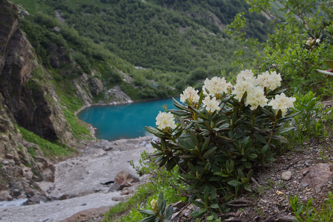 Изображение особи Rhododendron caucasicum.