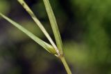 Stellaria graminea