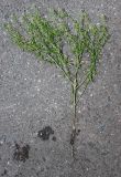 род Lepidium