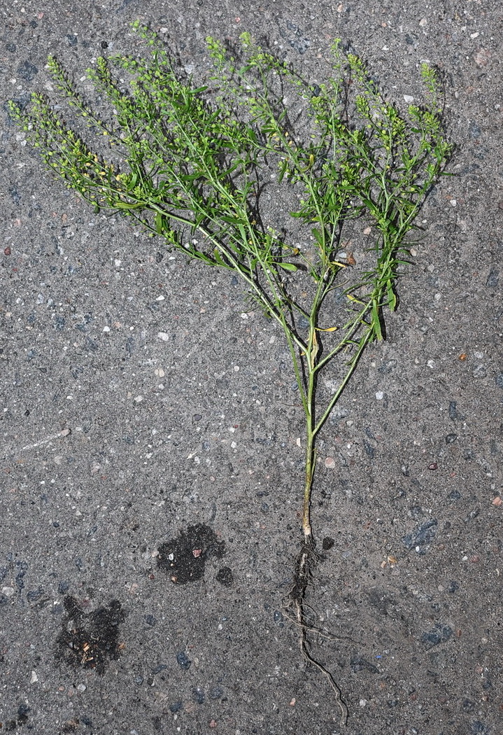 Image of genus Lepidium specimen.