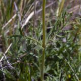 Patrinia intermedia