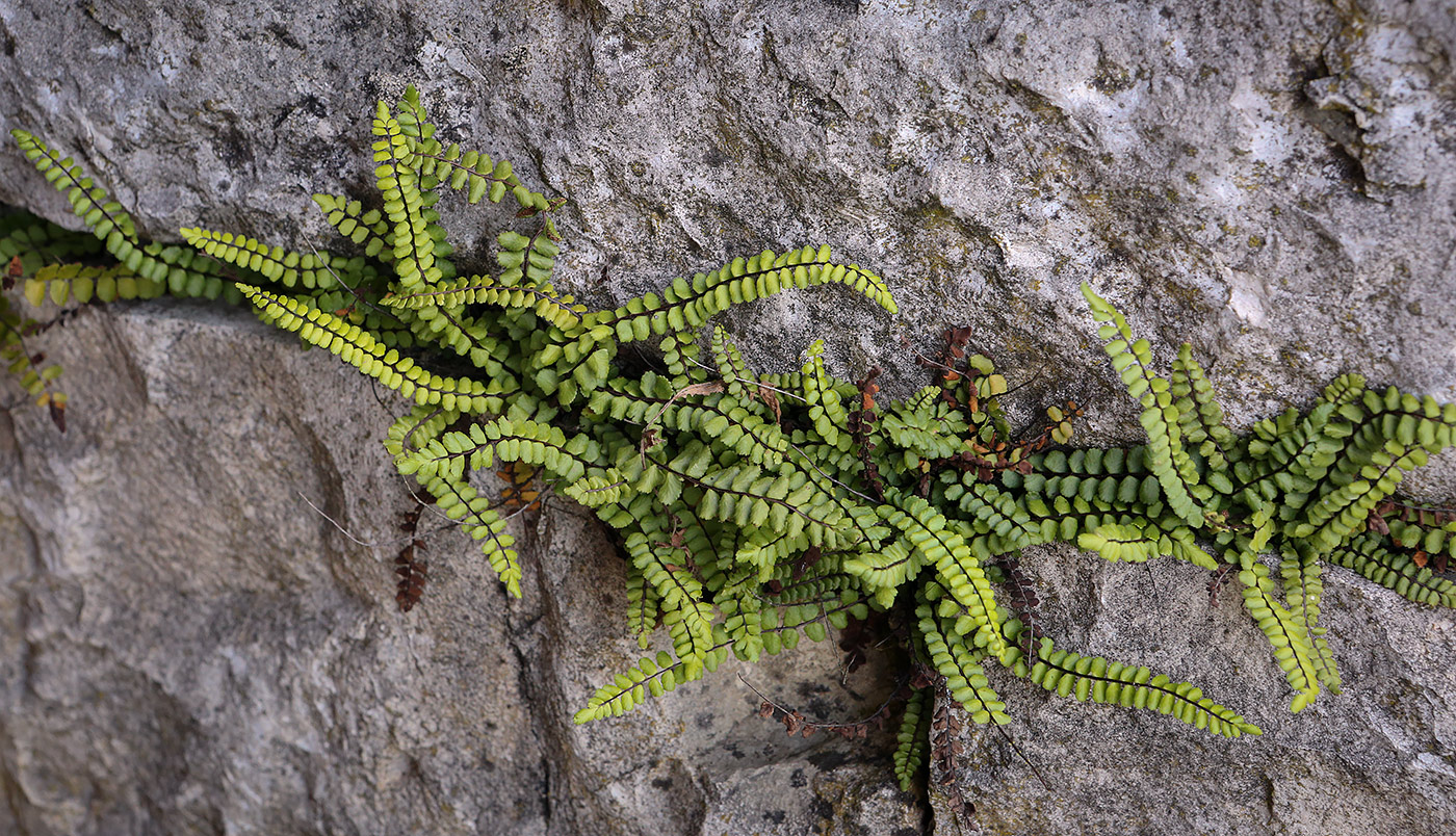 Изображение особи Asplenium trichomanes.