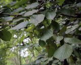 Corylus maxima. Верхушка веточки с плодами. Абхазия, Гальский р-н, окр. с. Оцарце, широколиственный лес. 11.06.2025.