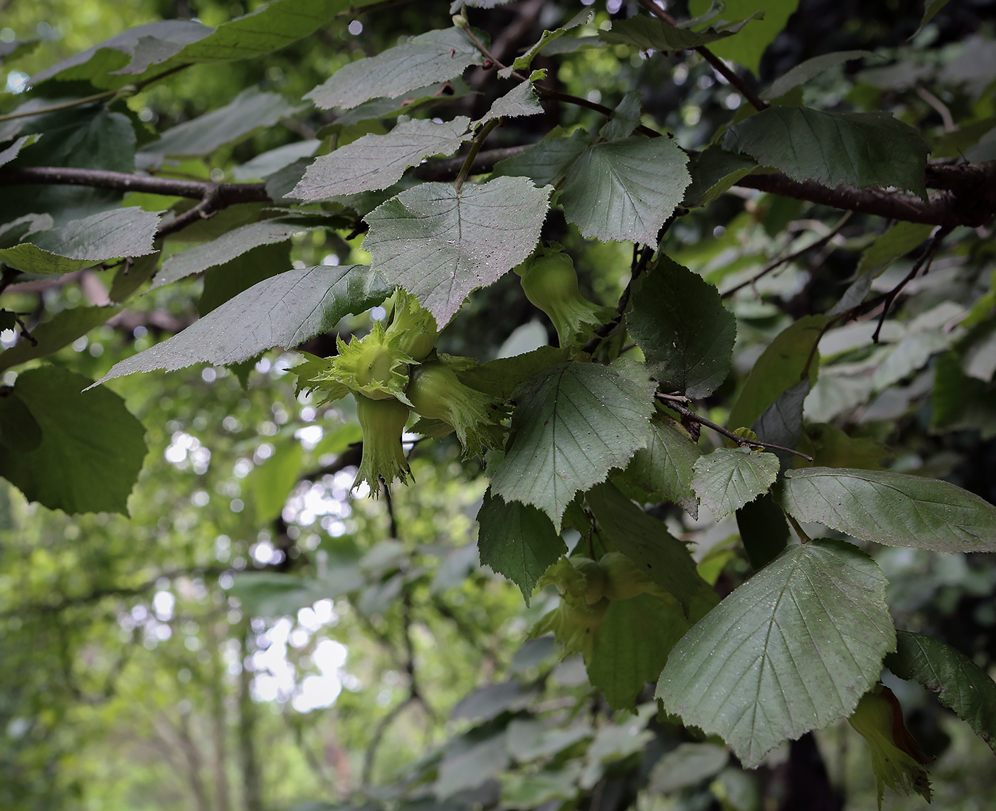 Изображение особи Corylus maxima.