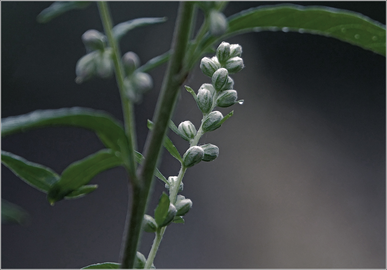 Image of Artemisia vulgaris specimen.