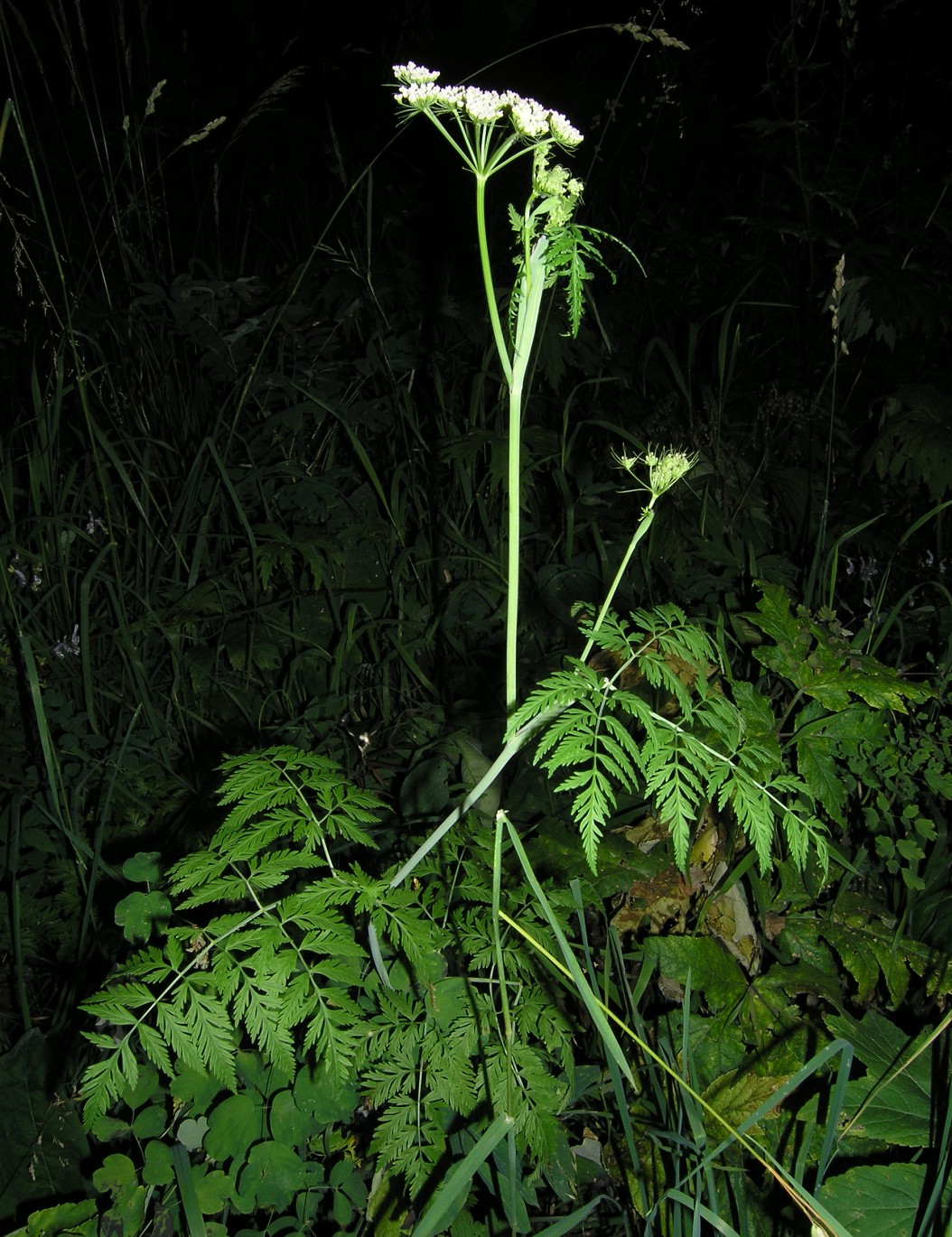 Image of Conioselinum tataricum specimen.