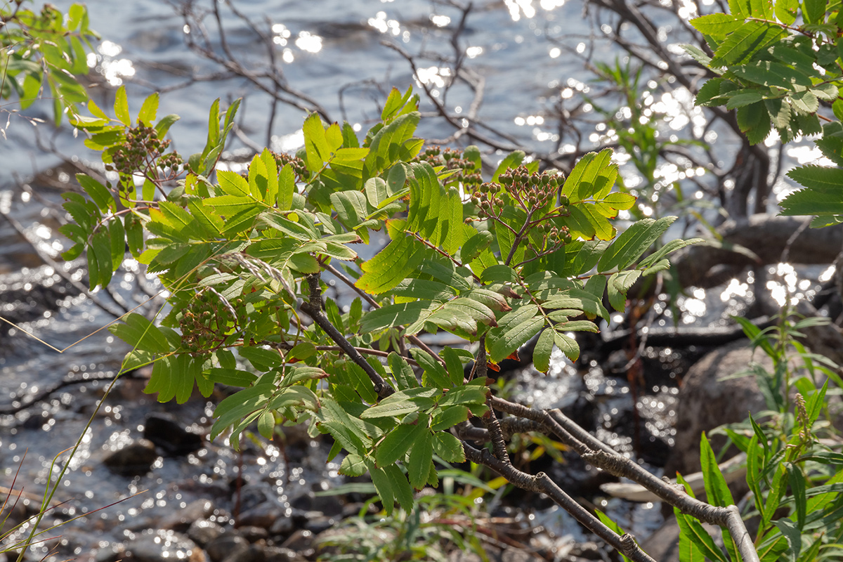 Изображение особи Sorbus aucuparia ssp. glabrata.