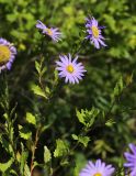Callistephus chinensis