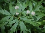 Anemone reflexa. Цветки и листья. Пермский край, г. Пермь, Свердловский р-н, м-н Липовая Гора, липовый лес. 25.05.2025.