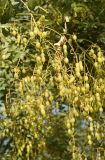 Styphnolobium japonicum