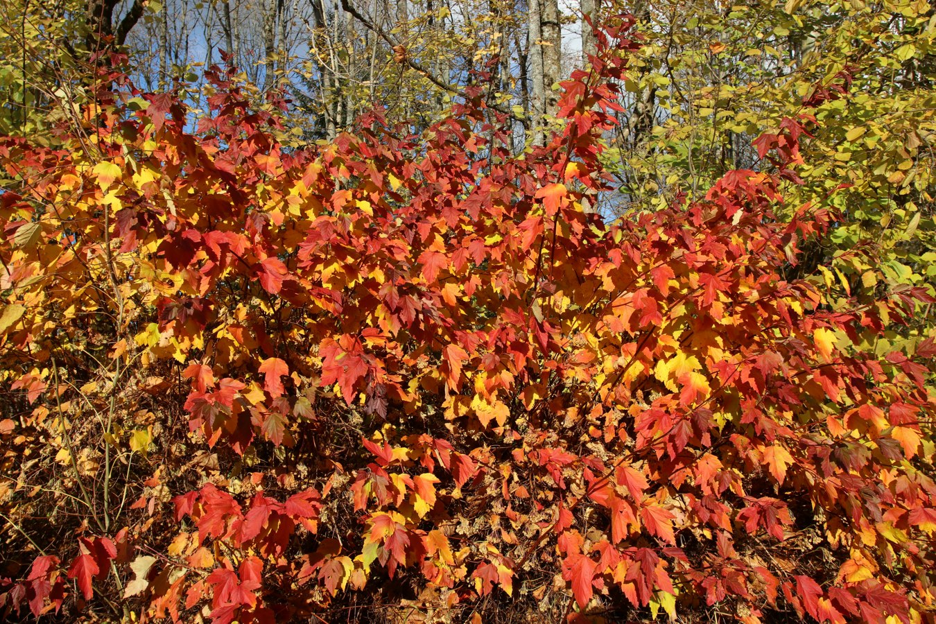 Изображение особи Physocarpus opulifolius.