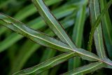 Pteris multifida