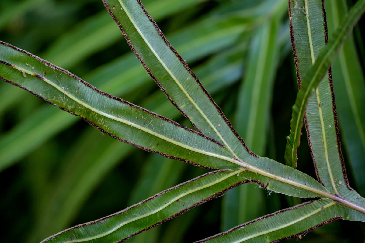 Image of Pteris multifida specimen.