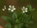 Moehringia lateriflora. Верхняя част цветущего растения. Башкирия, лесистый склон горы Куштау. 14.05.2008.