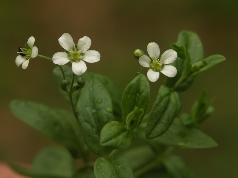 Изображение особи Moehringia lateriflora.