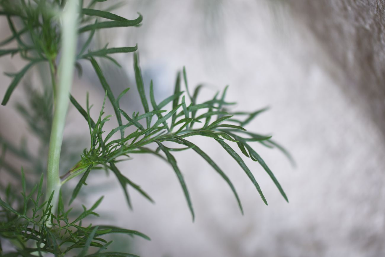 Image of Lepidium vesicarium specimen.