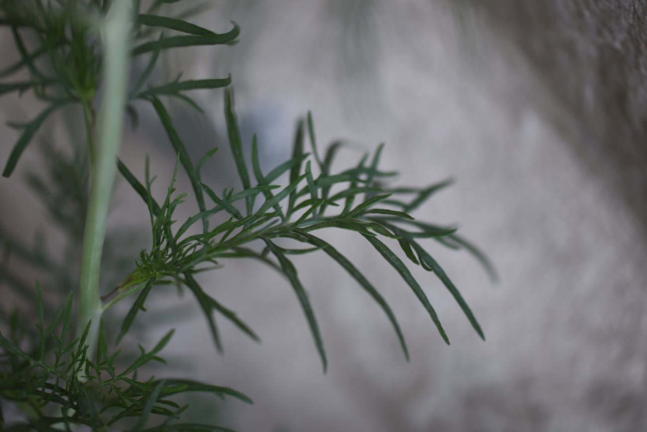 Изображение особи Неопознанный вид.