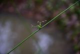 genus Juncus. Побег с соплодием. Калужская обл., Боровский р-н, ур. Смолкина поляна, смешанный (орешник, берёза, ель) лес, край воронки от авиабомбы, заполненной водой. 9 ноября 2025 г.