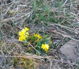 Huynhia pulchra. Цветущее растение. Республика Дагестан, Ахтынский р-н, с. Ялак. 23.11.2025. 2300м.