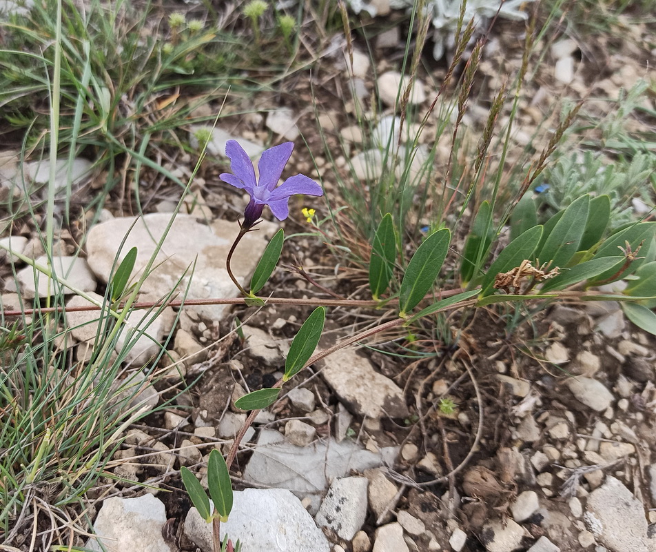 Изображение особи Vinca herbacea.