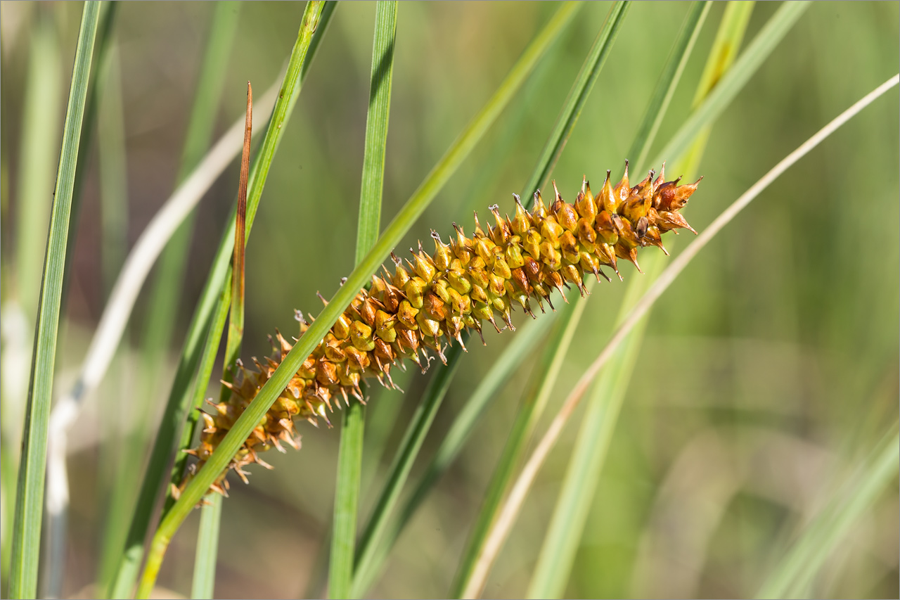 Image of Carex rostrata specimen.