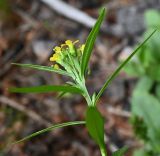 Erysimum cheiranthoides. Верхушка цветущего растения (вид снизу). Тульская обл., Заокский р-н, Бутиково, опушка ельника. 29.06.2025.