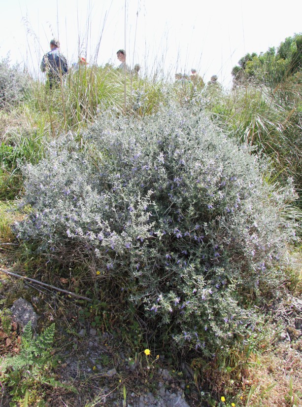 Image of Teucrium fruticans specimen.