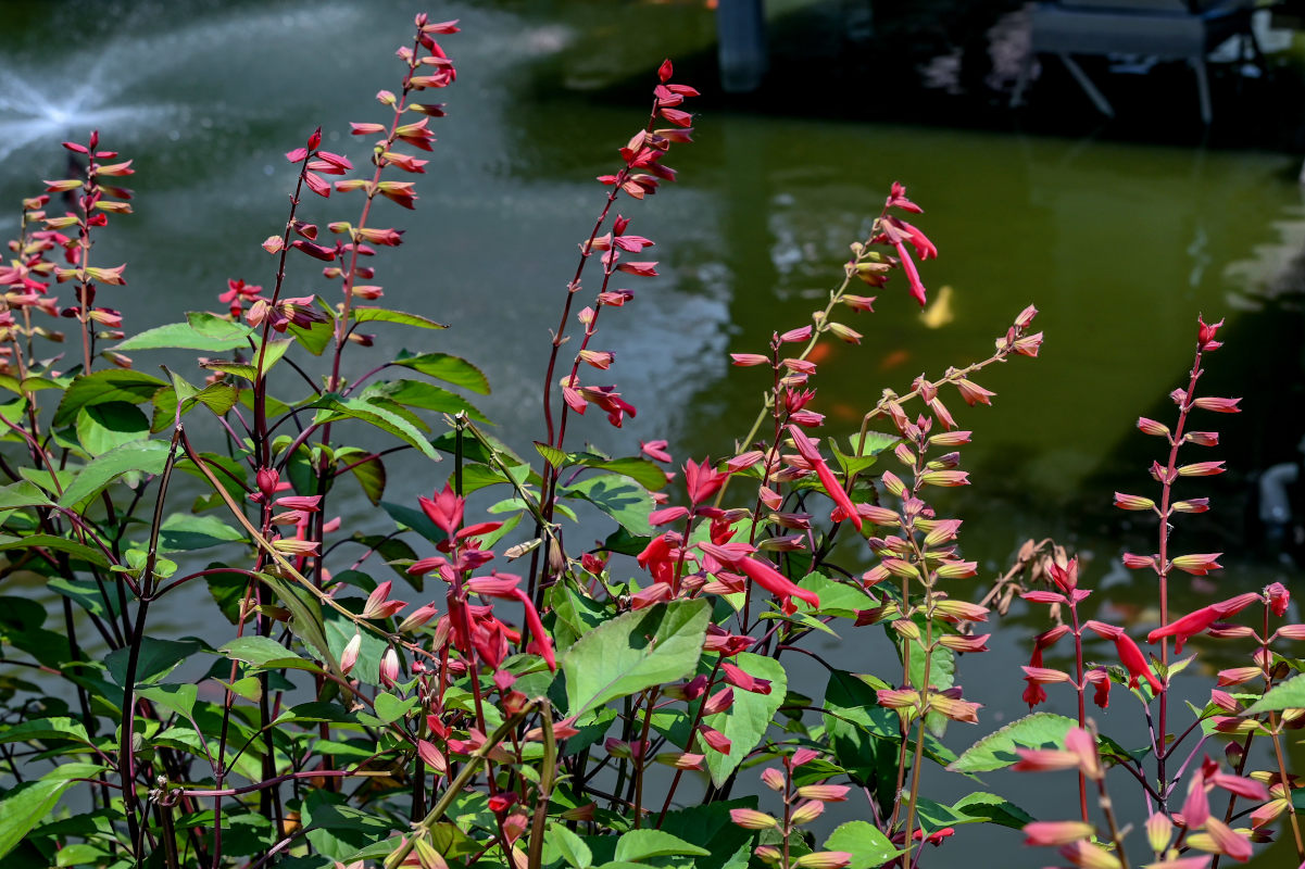 Изображение особи Salvia splendens.