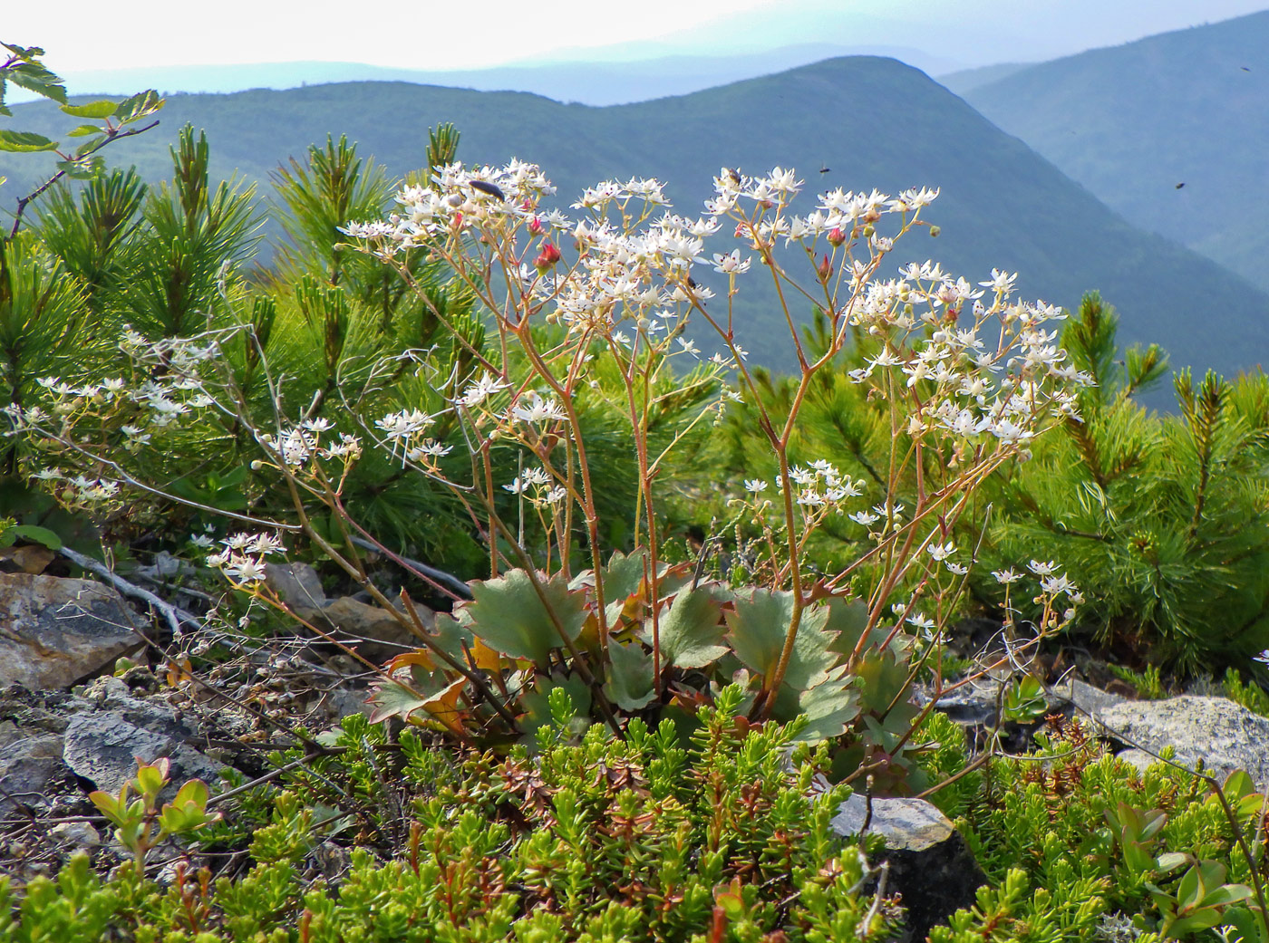 Изображение особи Micranthes astilbeoides.