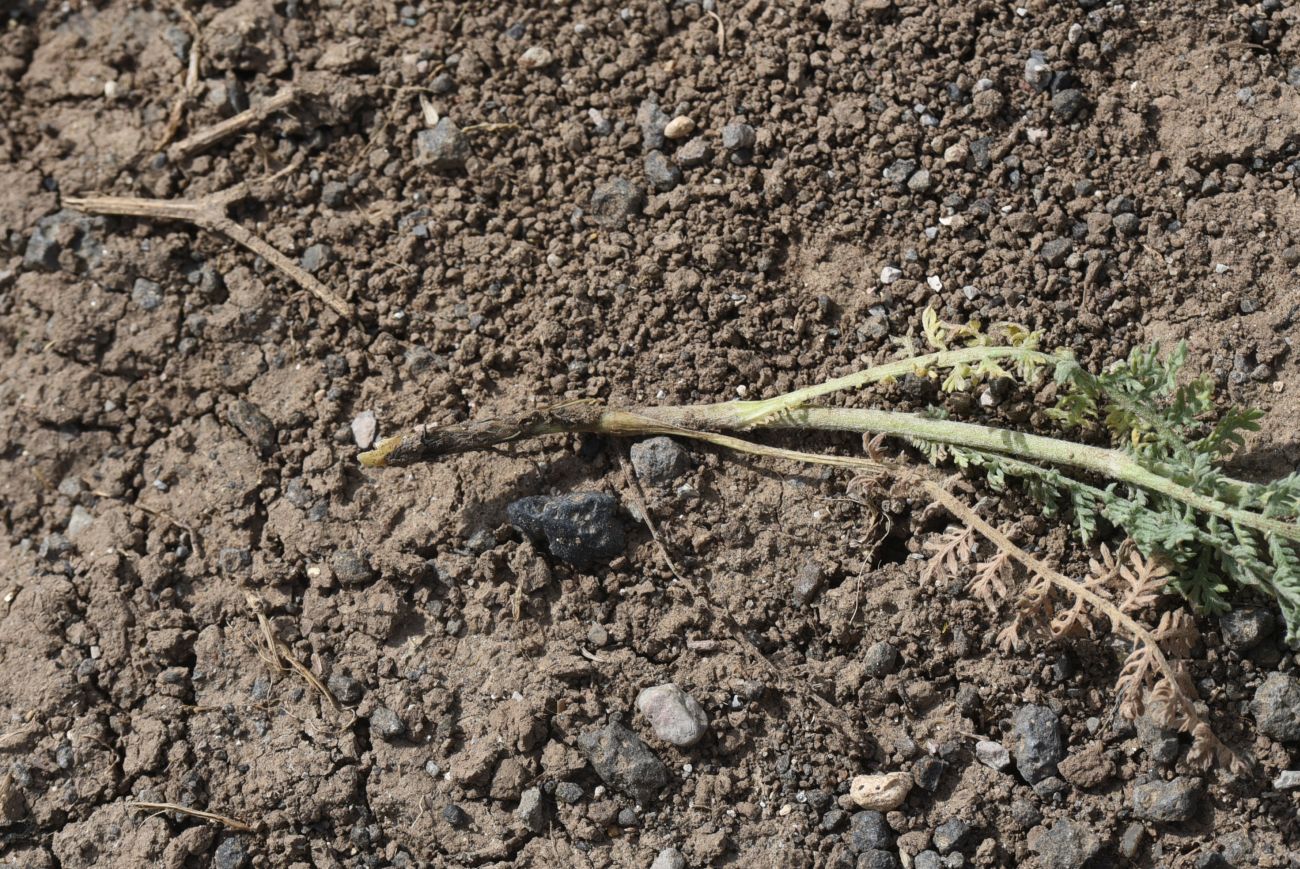 Image of Tanacetum aureum specimen.