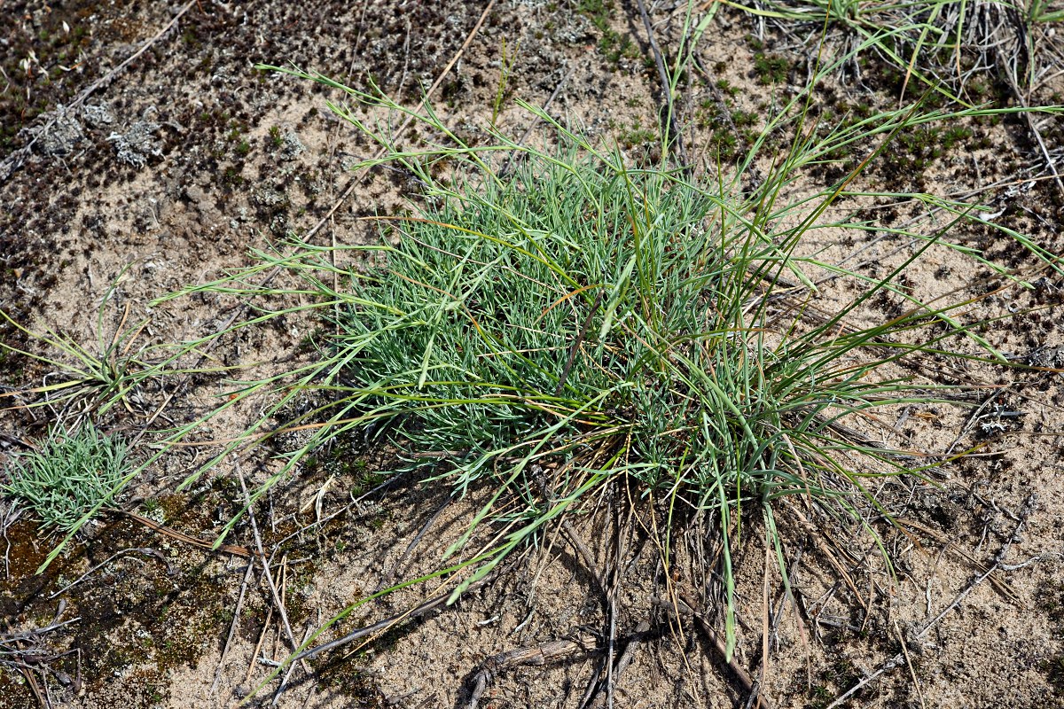 Изображение особи Dianthus arenarius.