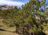 Pinus pallasiana. Плодоносящие деревья. Крым, м/о Судак, окр. с. Веселое, подножие горы Амбулапла, сосновые посадки на склоне. 02.05.2025.