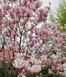 Magnolia × soulangeana. Ветви с немного побитыми градом цветками. Волгоград, Красноармейский р-н. 20.04.2026.