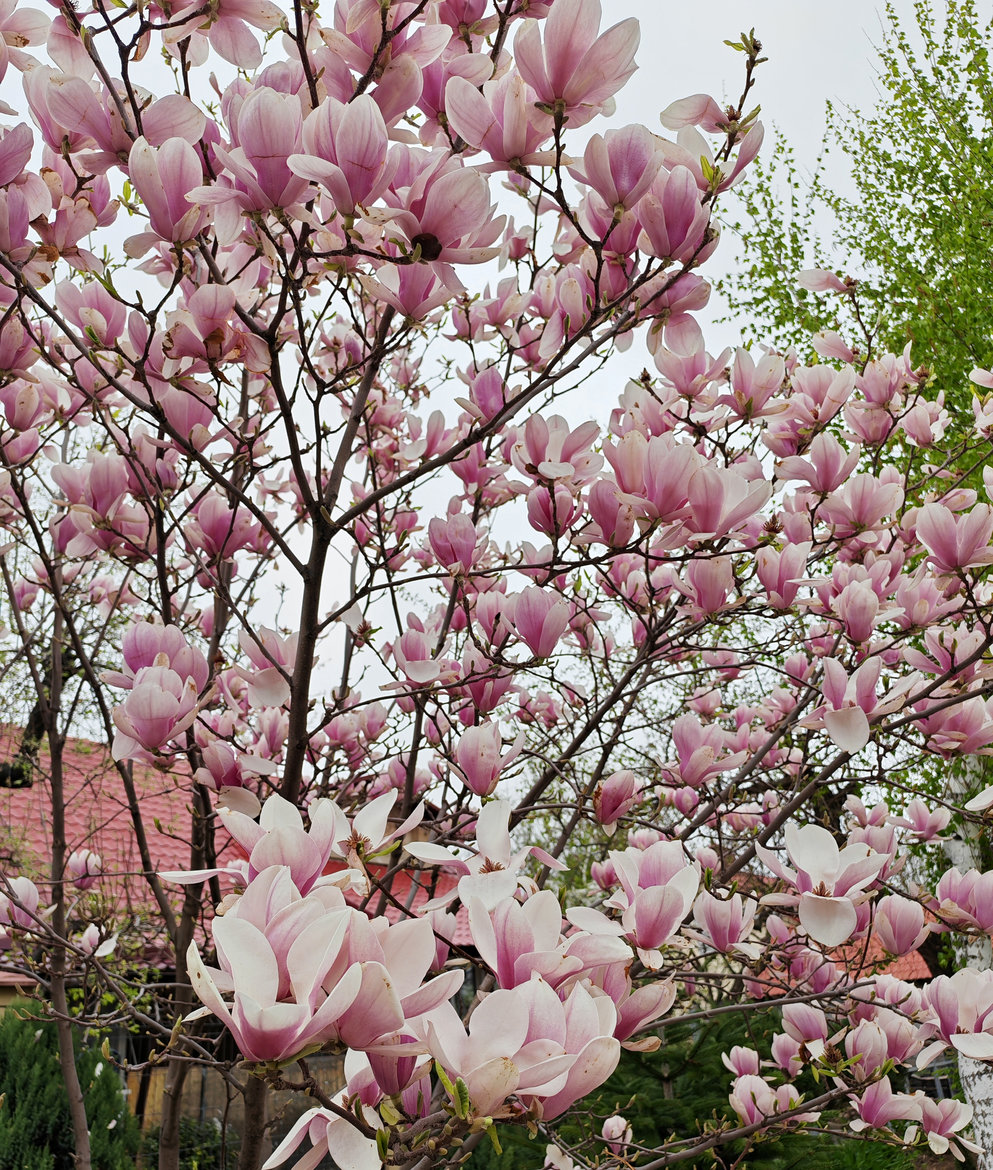 Image of Magnolia × soulangeana specimen.