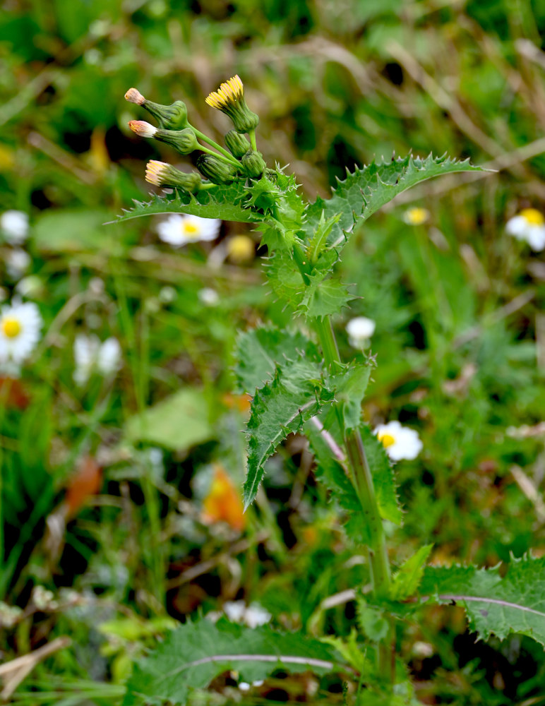 Image of Sonchus asper specimen.