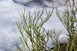 Vaccinium myrtillus. Верхушки веточек зацветающего(?) растения. Мурманск, Октябрьский р-н, смешанный лес. 04.05.5026.