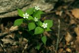 Pseudostellaria heterophylla. Цветущие растения. Приморский край, Хасанский р-н, юго-западный берег бухты Рейд Паллада, мыс Острено, северный склон, в широколиственном лесу. 18.05.2026.
