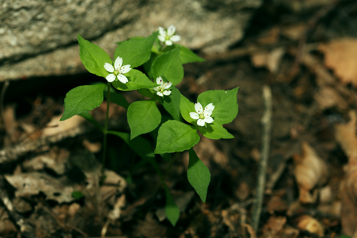 Image of Pseudostellaria heterophylla specimen.